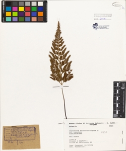 Asplenium adiantum-nigrum L. fo. tubulare