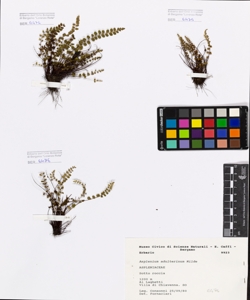 Asplenium adulterinum Milde