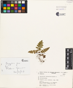 Asplenium adiantum-nigrum L.