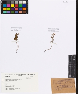 Asplenium ruta-muraria L. var leptophyllum