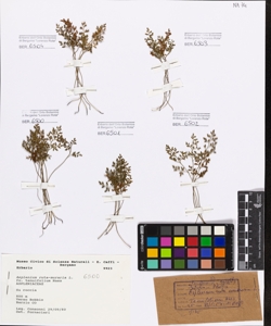 Asplenium ruta-muraria L. fo. tenuifolium