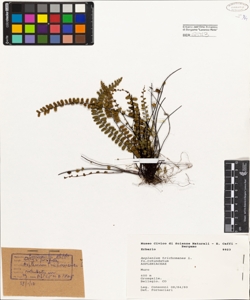 Asplenium trichomanes L. fo. rotundatum