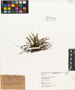 Asplenium trichomanes L.