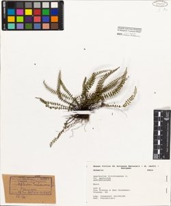 Asplenium trichomanes L. fo. genuinum