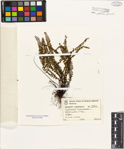 Asplenium trichomanes L.