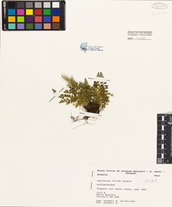 Asplenium viride Hudson