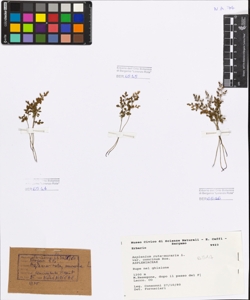 Asplenium ruta-muraria L. var concinum Ros.