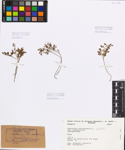 Asplenium ruta-muraria L. var tenuifoliumaes