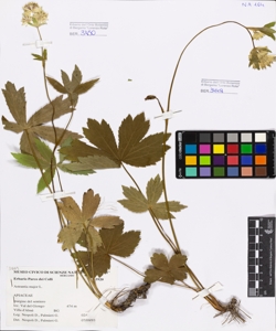 Astrantia major L.
