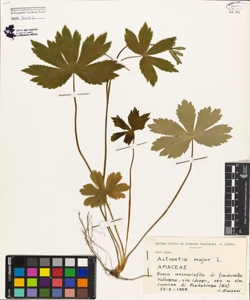 Astrantia major L.
