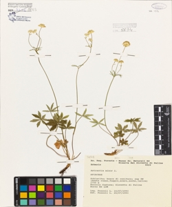 Astrantia minor L.