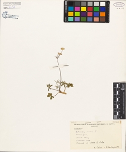Astrantia minor L.