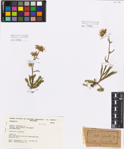 Aster alpinus L.
