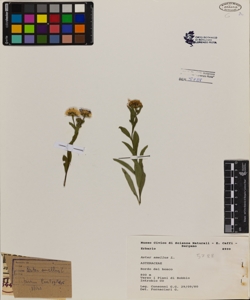 Aster amellus L.