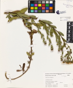 Aster novi-belgii L.