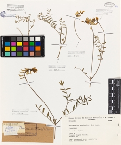 Astragalus australis (L.) Lam.