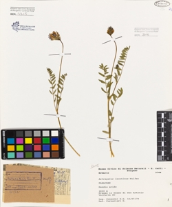 Astragalus leontinus Wulfen