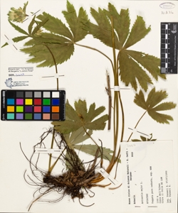 Astrantia major L.