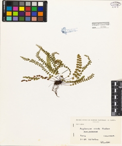 Asplenium viride Hudson