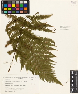 Athyrium filix-foemina (L.) Roth