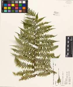 Athyrium filix-foemina (L.) Roth
