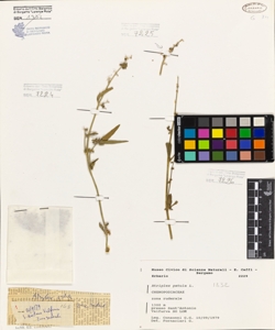 Atriplex patula L.
