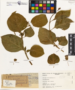 Atropa belladonna L.