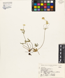 Astrantia minor L.