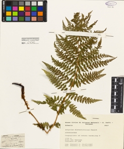 Athyrium distentifolium Tausch