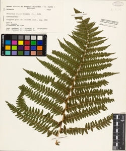 Athyrium filix-foemina (L.) Roth