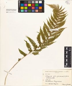 Athyrium filix-foemina (L.) Roth