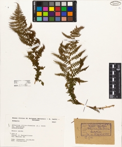 Athyrium filix-foemina (L.) Roth
