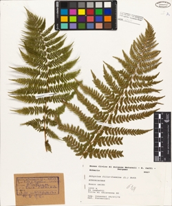 Athyrium filix-foemina (L.) Roth