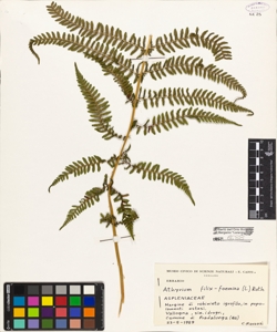 Athyrium filix-foemina (L.) Roth