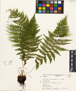 Athyrium filix-foemina (L.) Roth