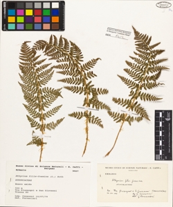 Athyrium filix-foemina (L.) Roth