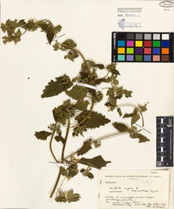 Ballota nigra L. subsp. foetida Hayek