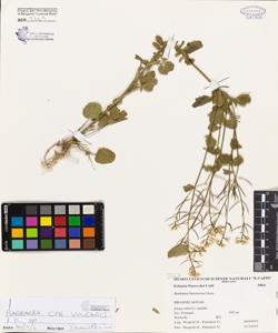 Barbarea bracteosa Guss.