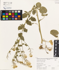 Barbarea vulgaris R.Br.