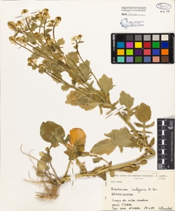 Barbarea vulgaris R.Br.