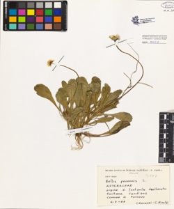 Bellis perennis L.