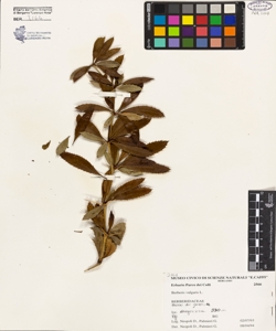 Berberis vulgaris L.