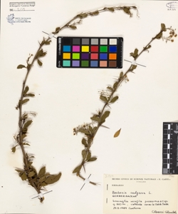 Berberis vulgaris L.