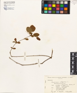 Berberis vulgaris L.