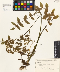 Berula erecta (Hudson) Coville