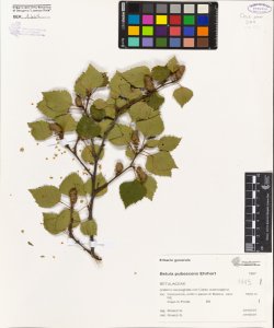 Betula pubescens Ehrhart