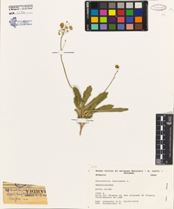 Biscutella laevigata L.