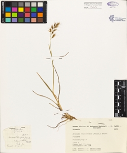 Avenula versicolor (Vill.) Lainz