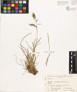 Avenula versicolor (Vill.) Lainz