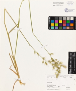 Avenula pubescens Dumort